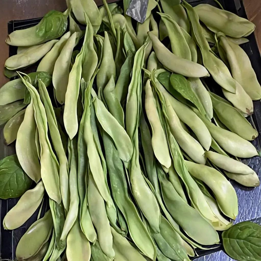 Bean