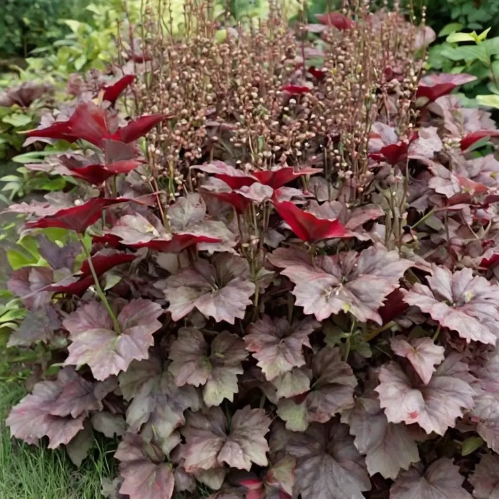 Heuchera x brizoides 'Chocolate'