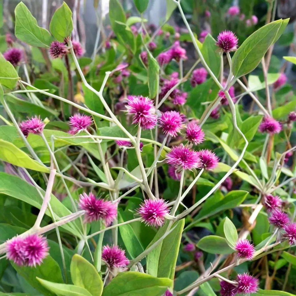 Gomphrena decumbens 'Airy Bachelor's Buttons'