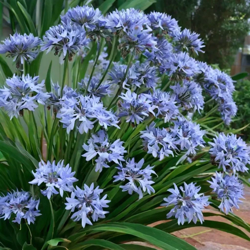 Agapanthus praecox 'Luly'
