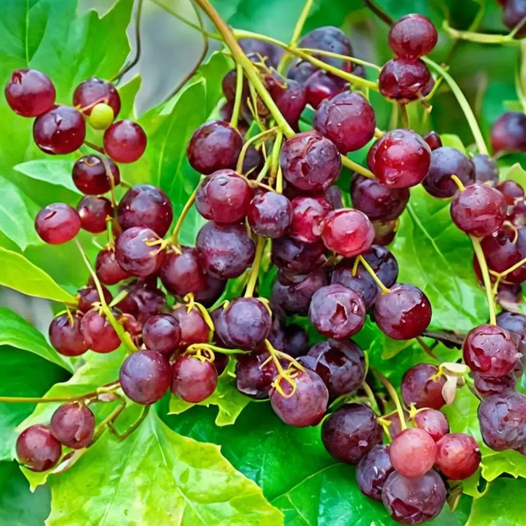 Grape