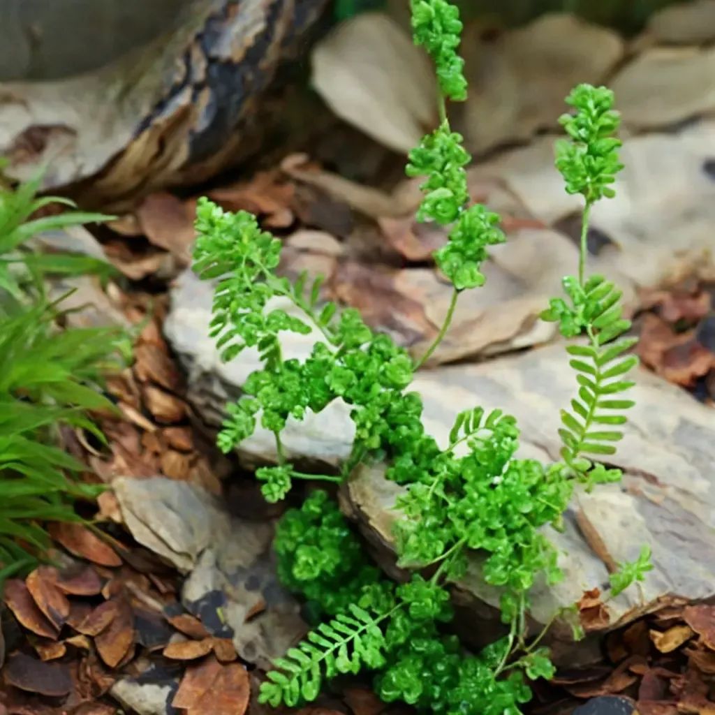 Selaginella apoda
