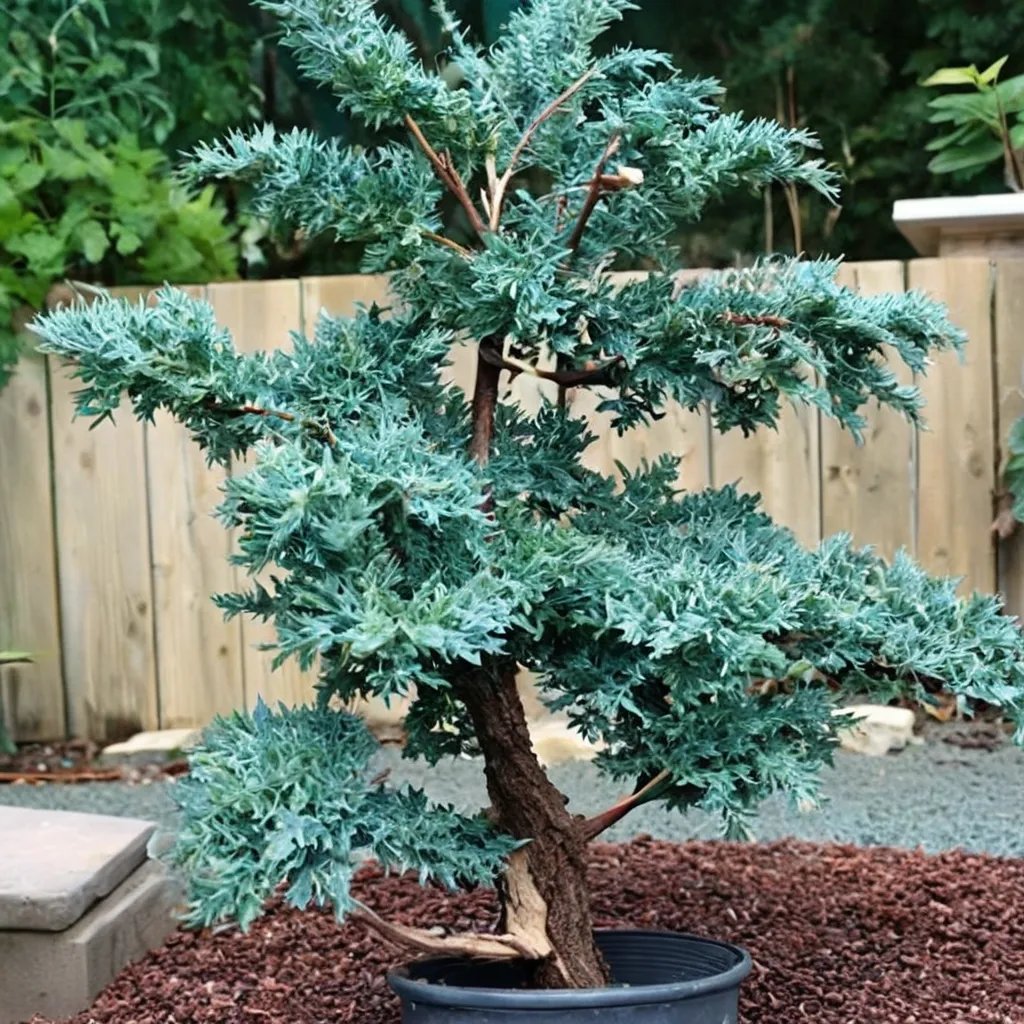 Juniperus squamata 'Blue Alps'