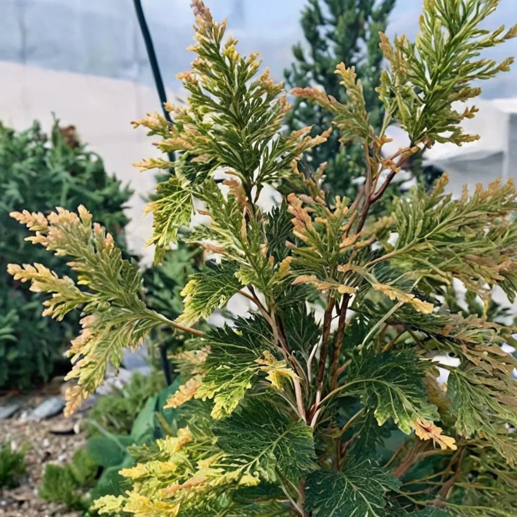 Thuja occidentalis 'Pumila Sudworth'