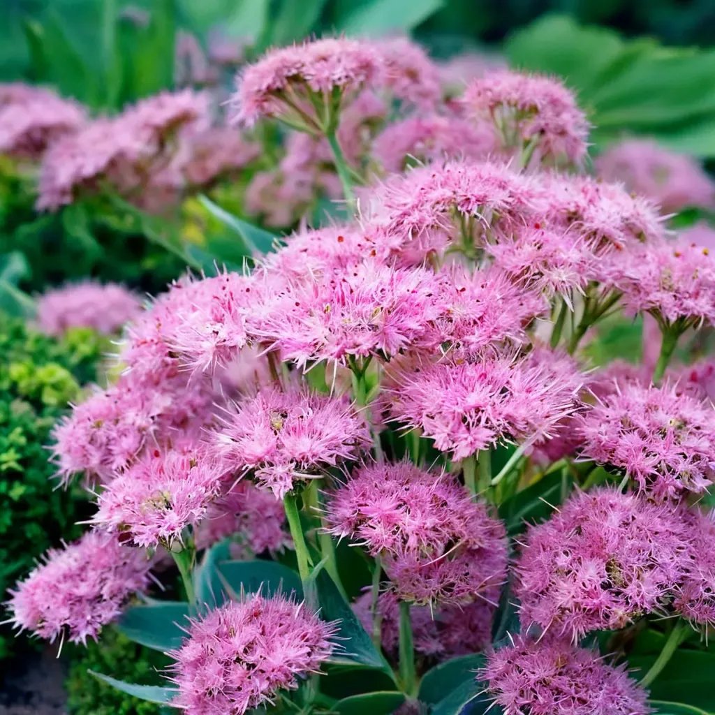 Sedum saxatile 'Brilliant'