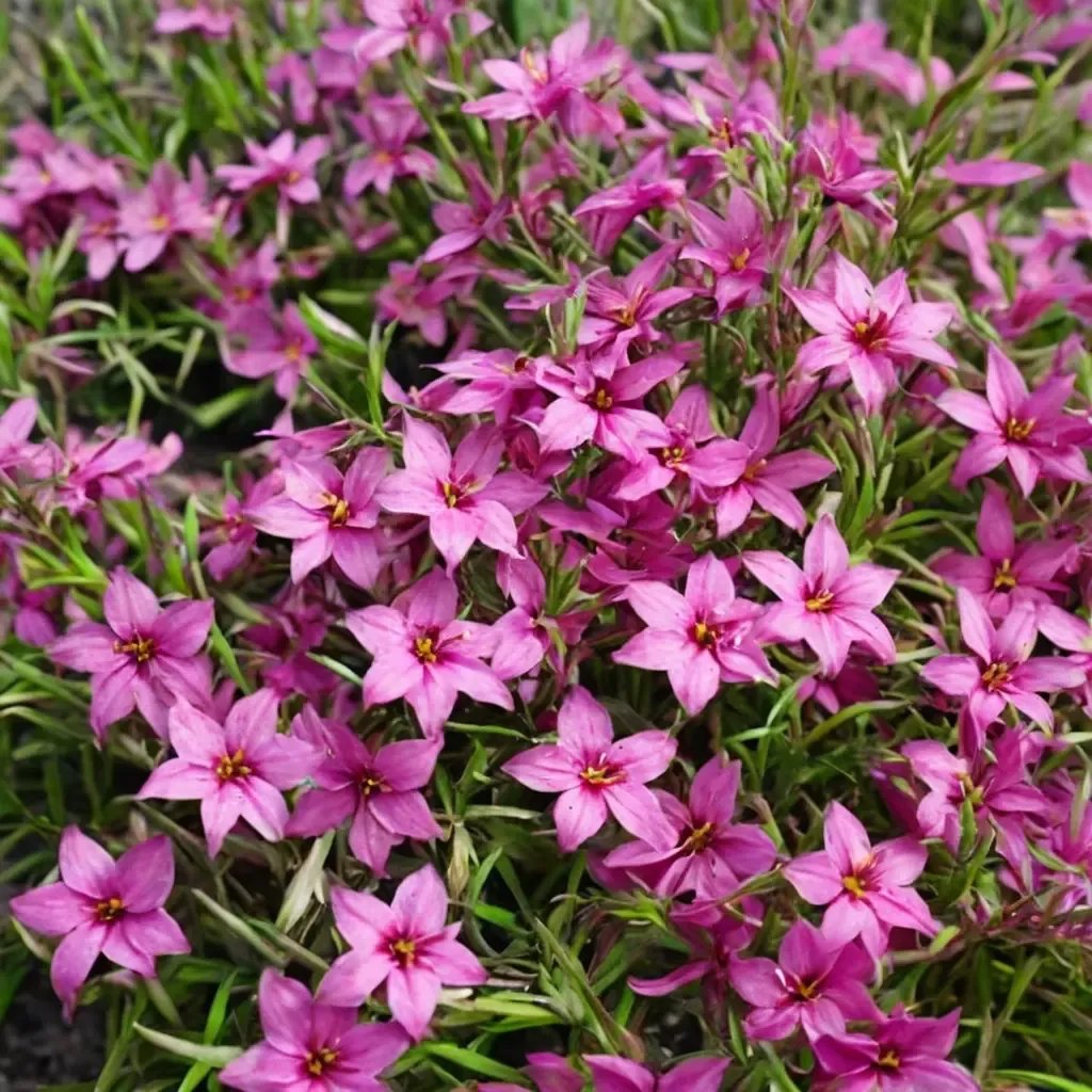 Phlox subulata 'Crimson Beauty'