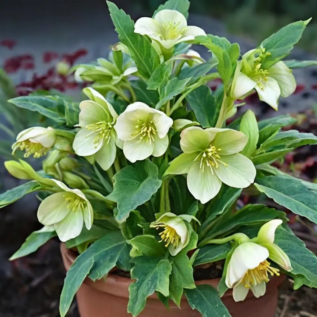 Helleborus x hybrida 'HGC Green Corsican'