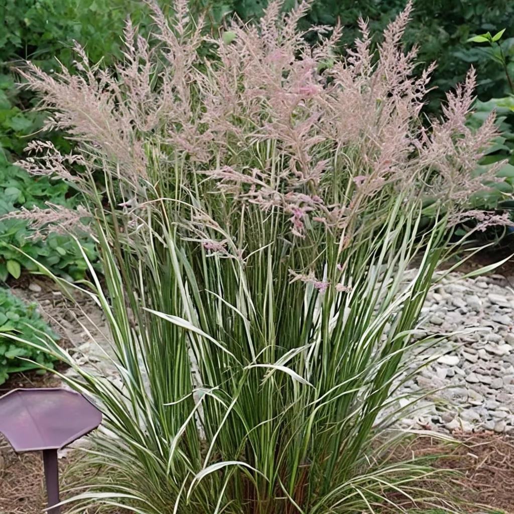 Variegated Feather Reed Grass