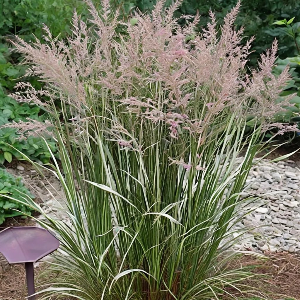 Calamagrostis arundinacea 'Overdam'