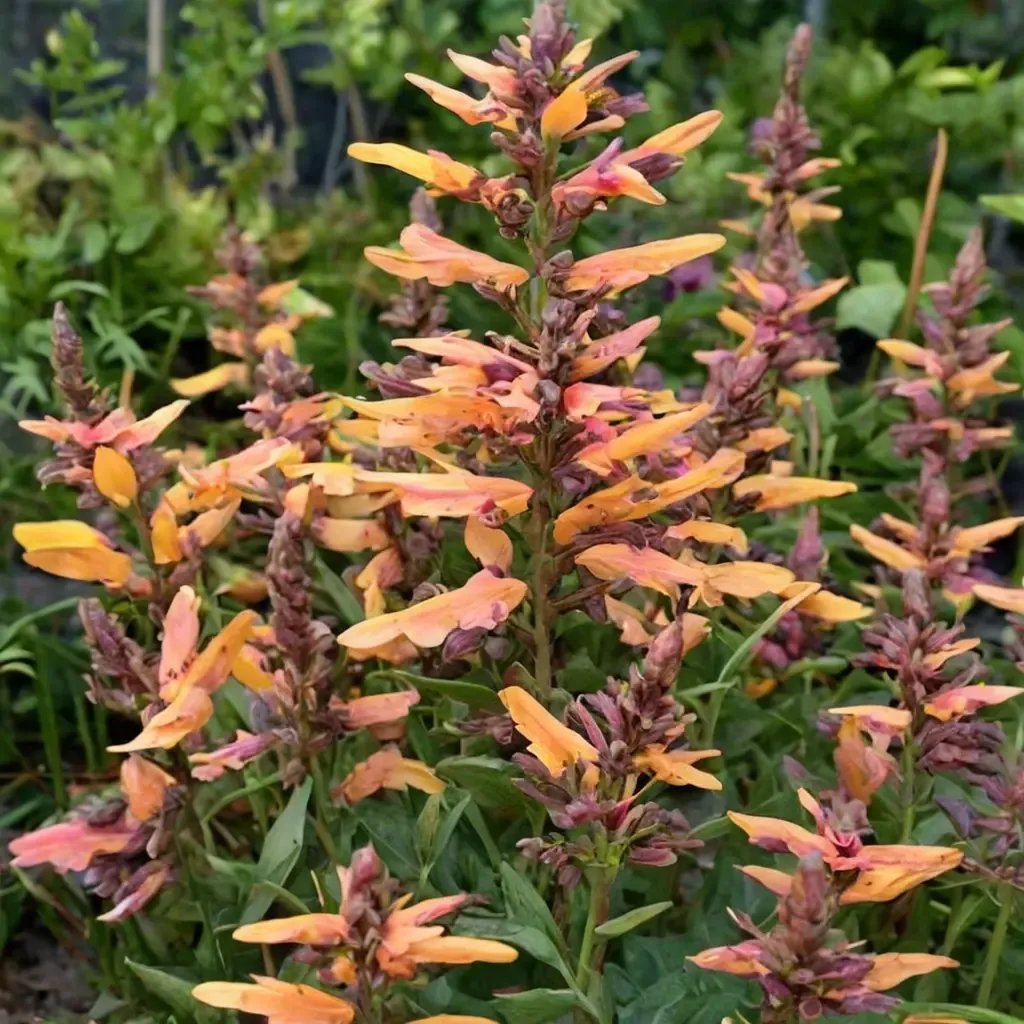 Agastache foeniculum 'Tango'