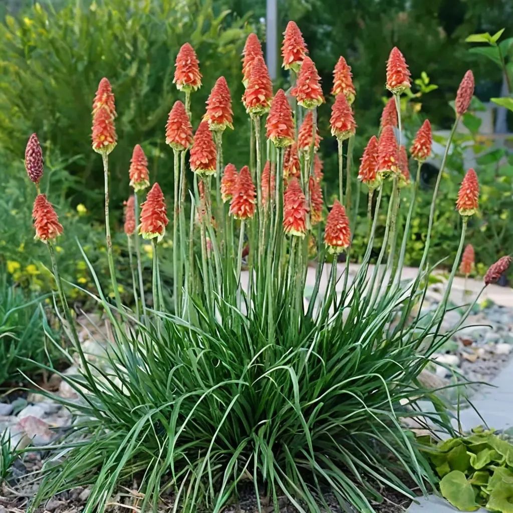 Kniphofia uvaria