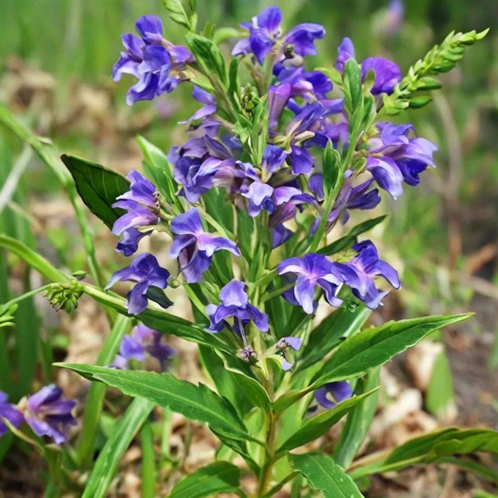 Scutellaria baicalensis
