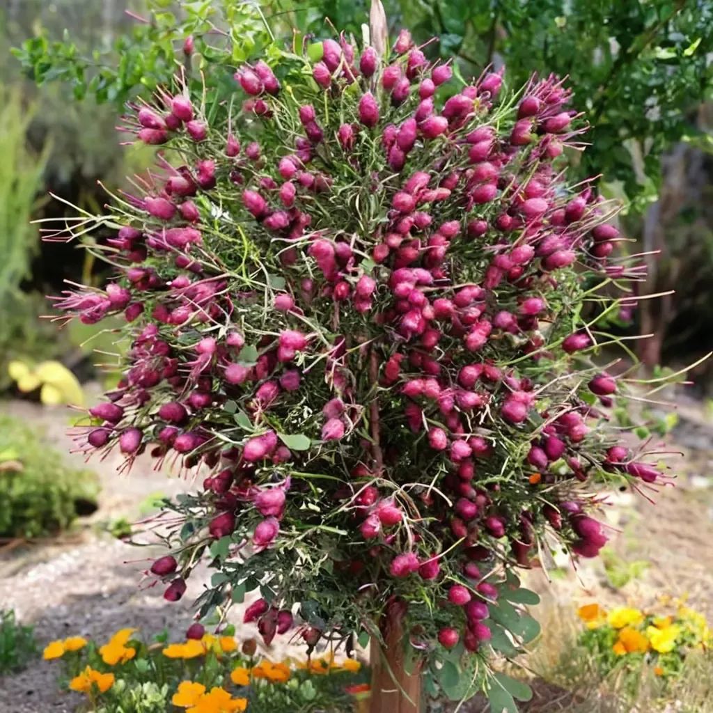 Callistemon violaceus