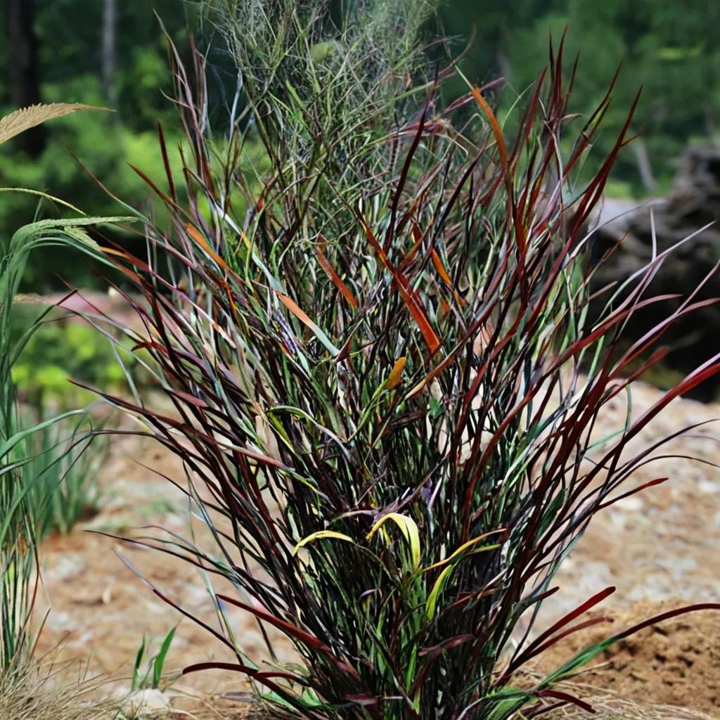 Panicum virgatum 'Hot Rod'