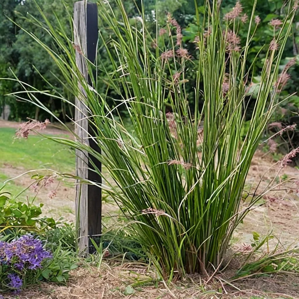 Vetiveria zizanioides