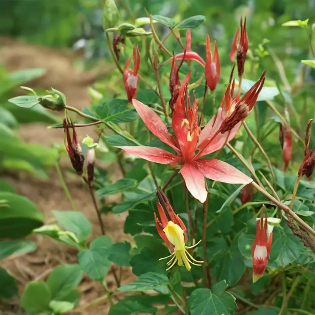 Aquilegia canadensis