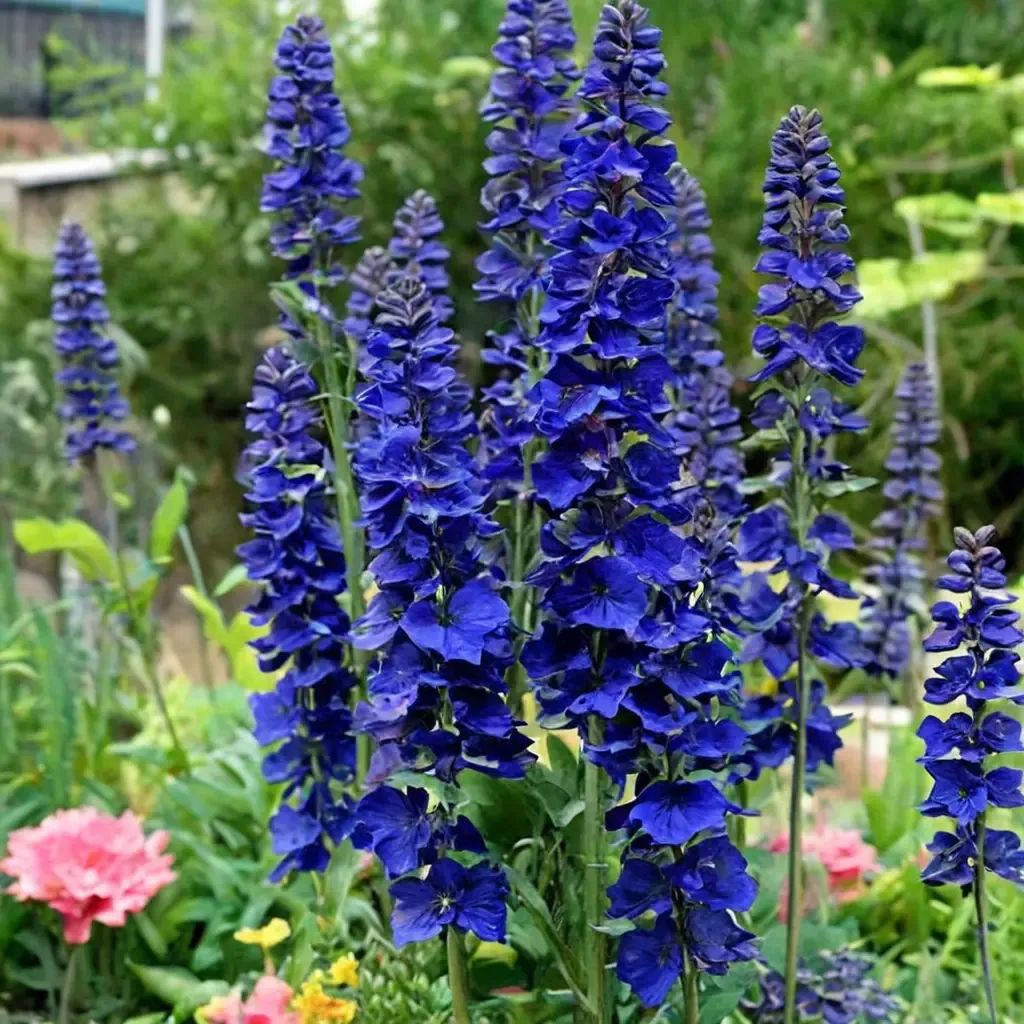 Delphinium elatum 'Faust'