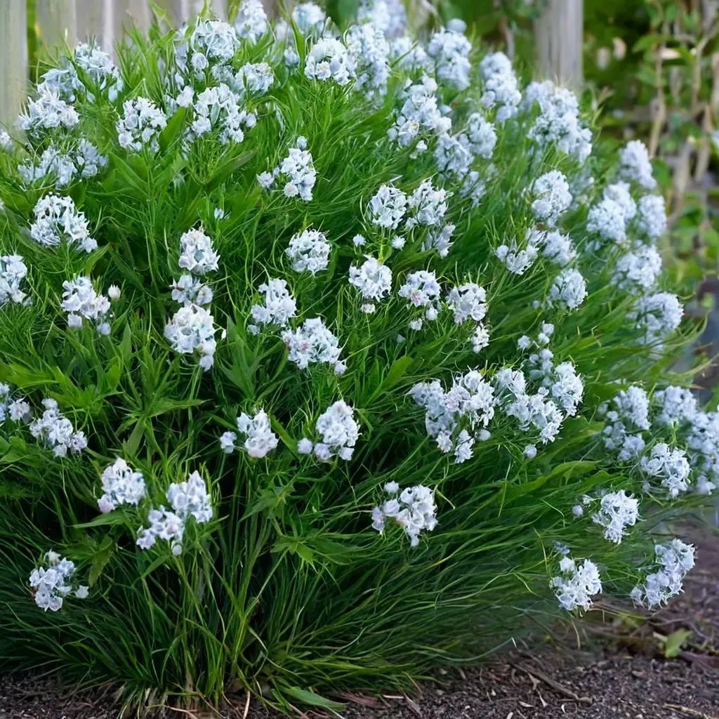 Amsonia hubrichtii