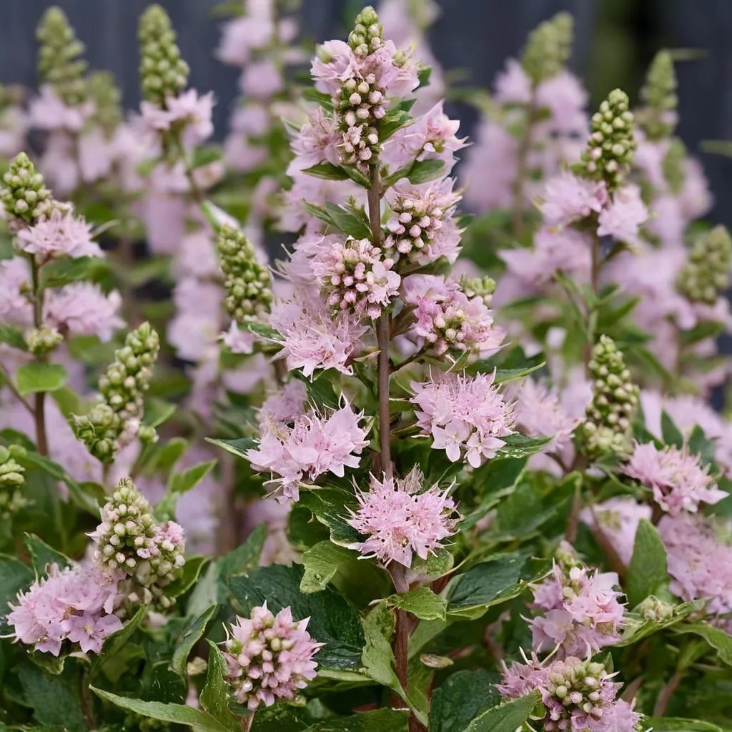 Caryopteris incana 'Pavilion Pink'