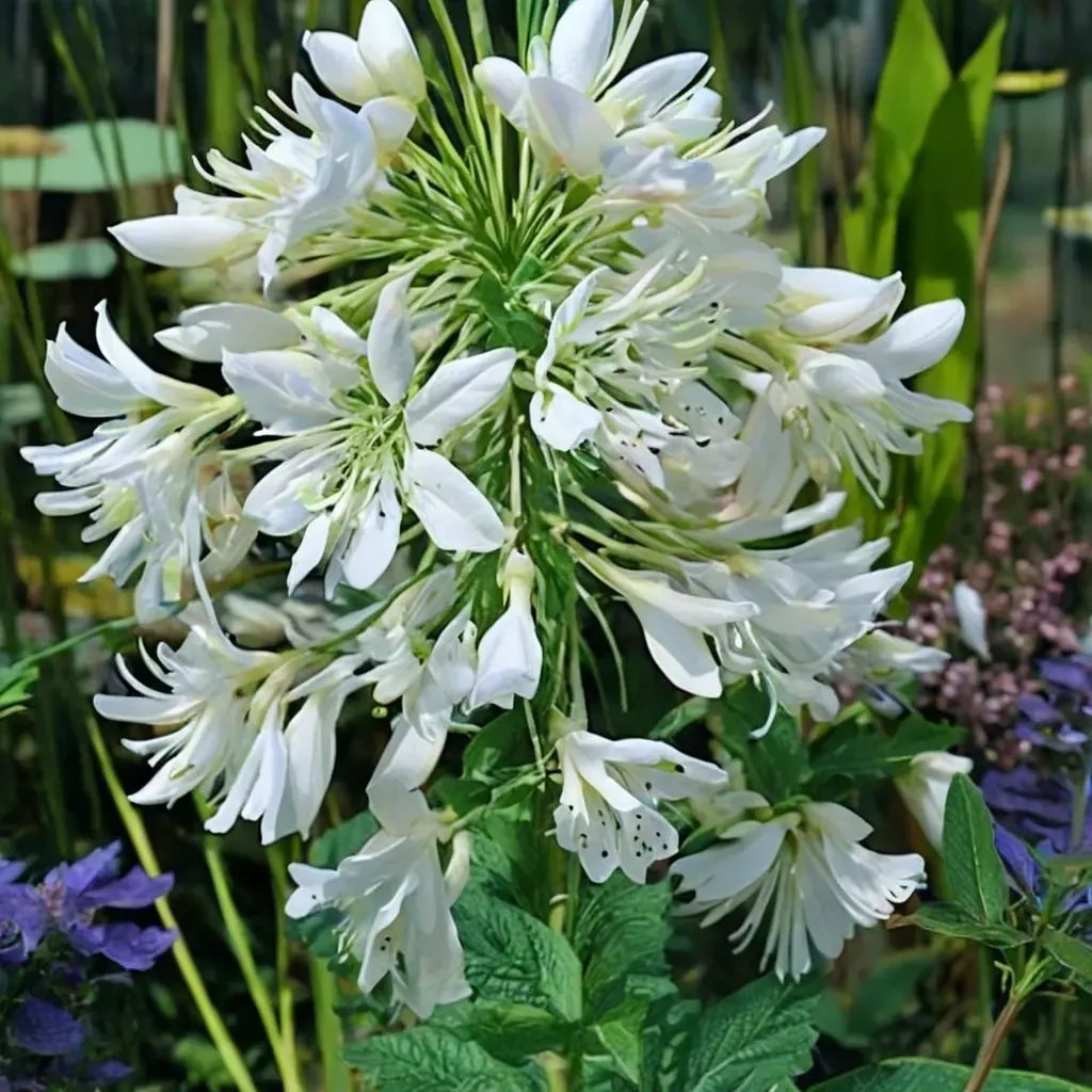 Agapanthus praecox 'Arctic Star'