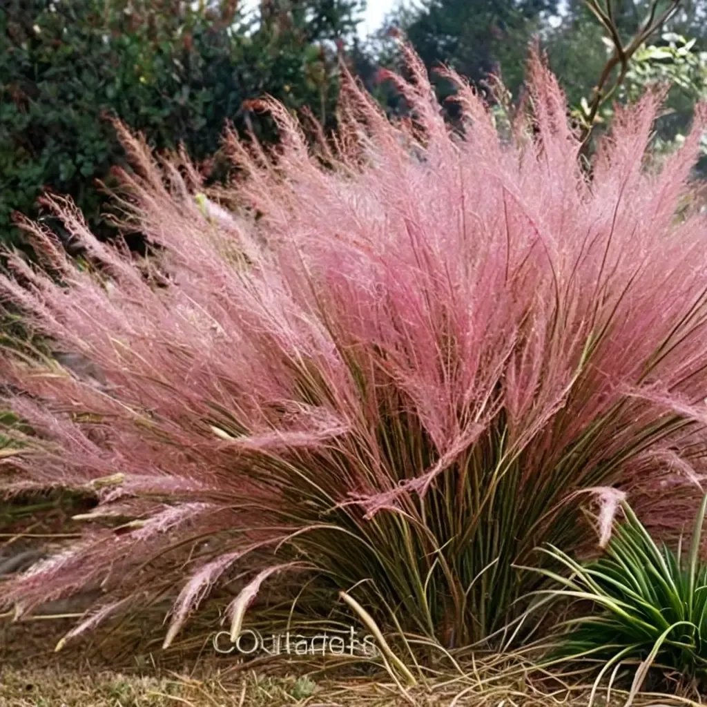 Muhlenbergia capillaris 'Pink Hairgrass'