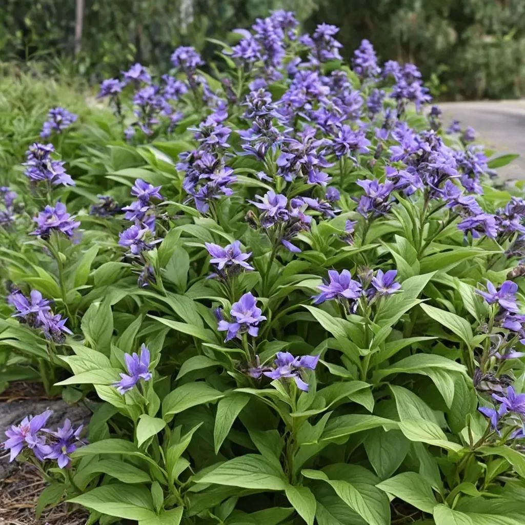 Nepeta subsessilis
