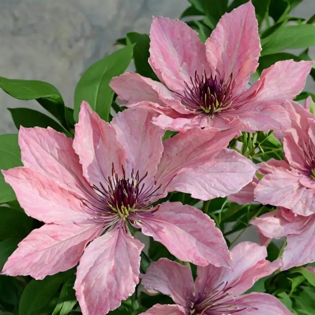 Clematis viticella 'Sarah Elizabeth'