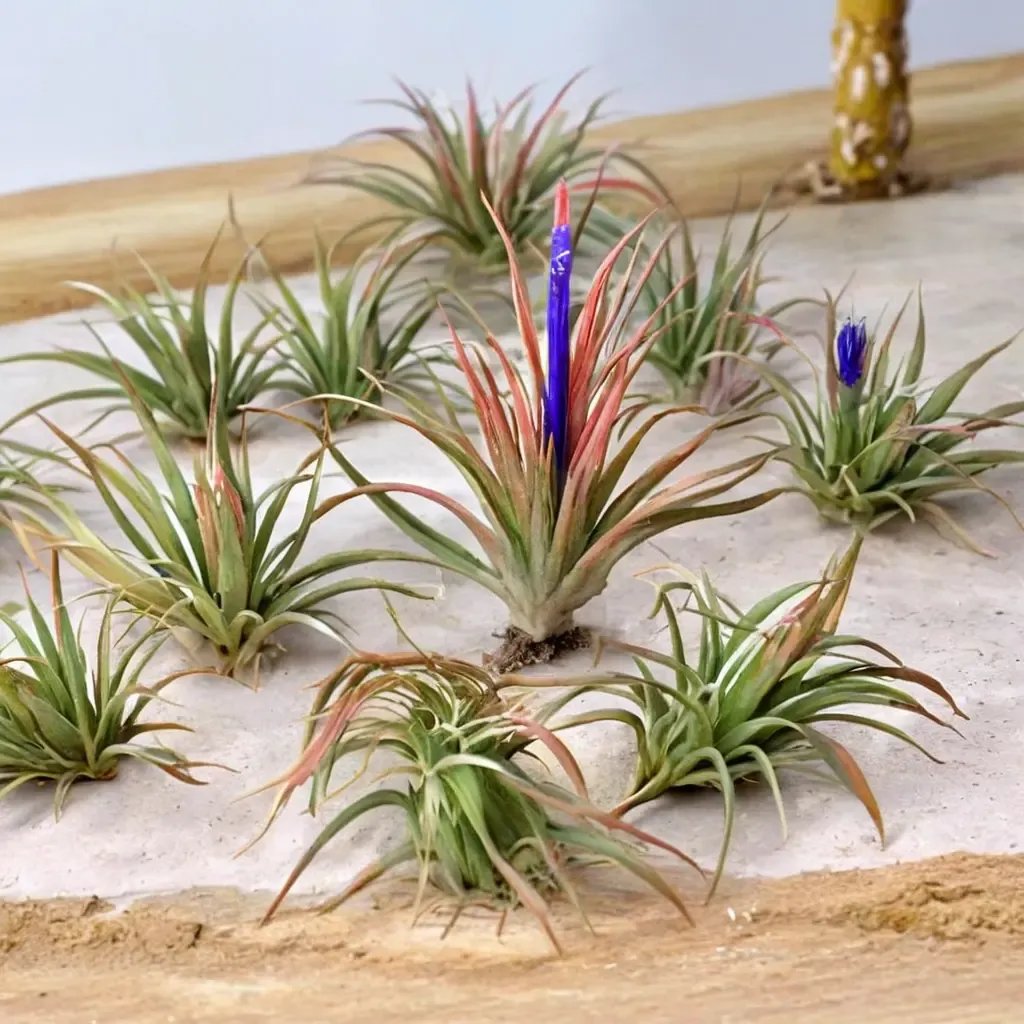 Tillandsia ionantha 'Deluxe Collection'
