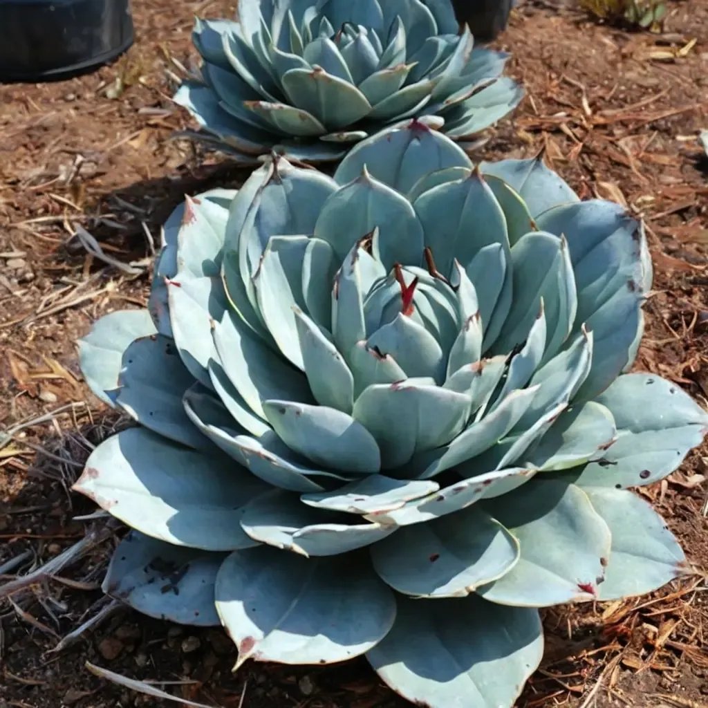 Agave parryi 'truncata'