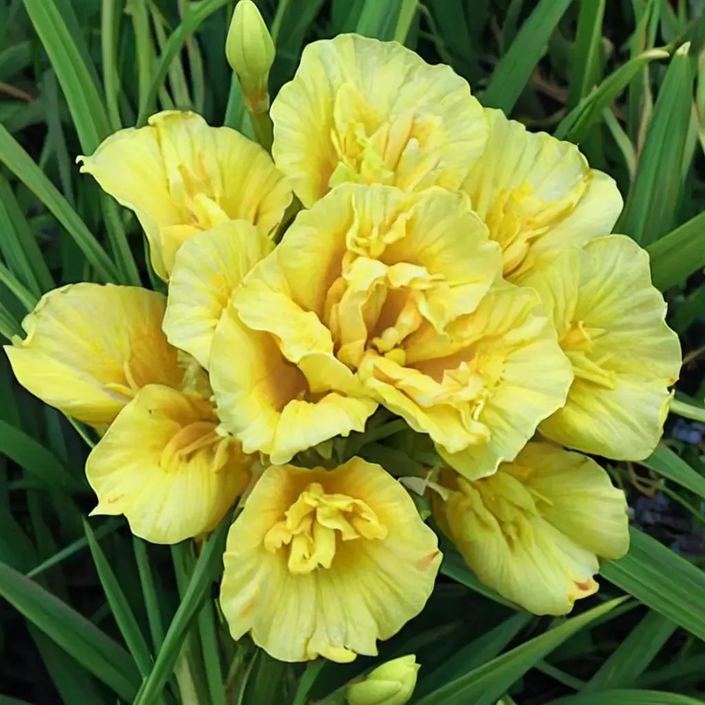 Hemerocallis lilioasphodelus 'Yellow Submarine'