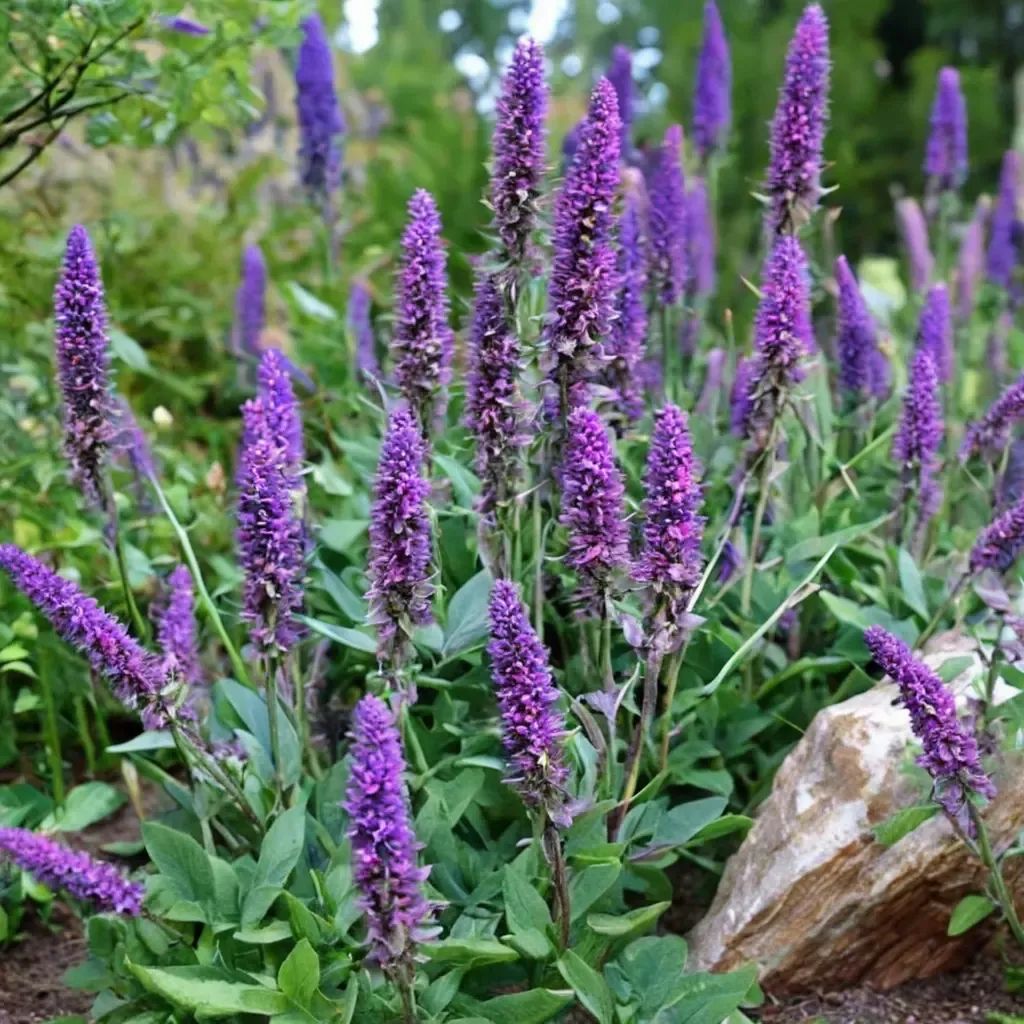 Salvia x hybrida