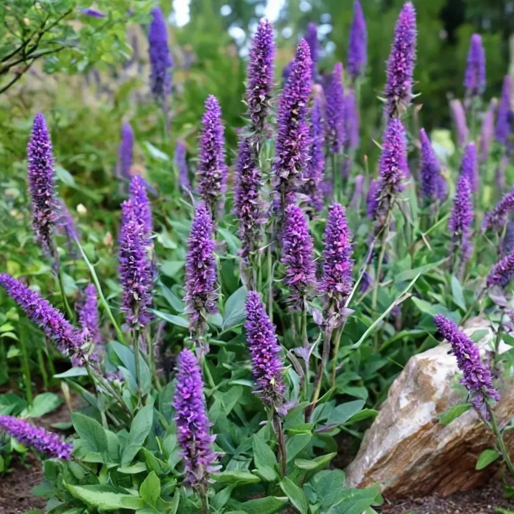 Salvia x hybrida