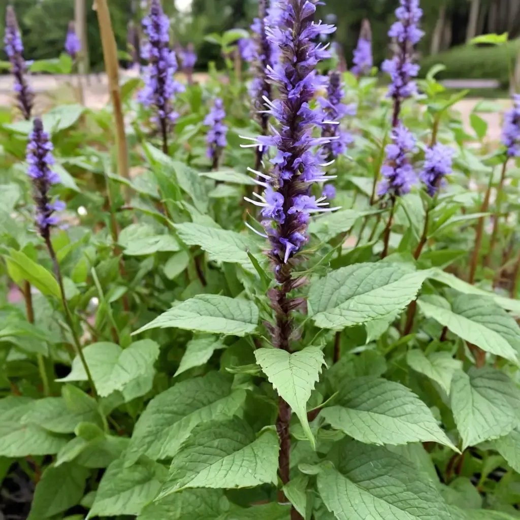 Agastache rugosa 'Little Adder'