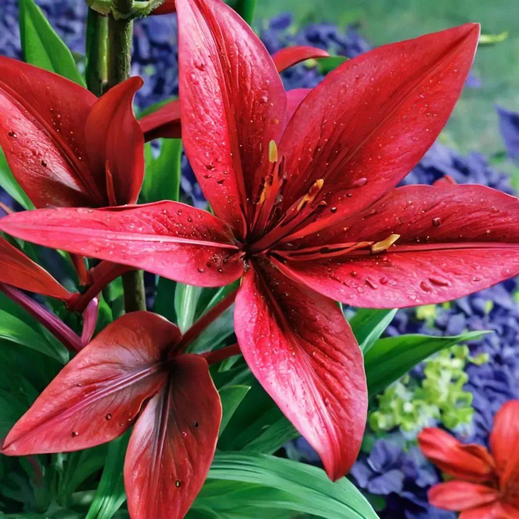 Lilium lancifolium 'Commander in Chief'