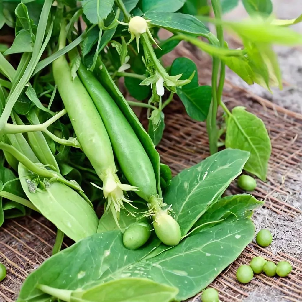 Pisum sativum 'Little Marvel'