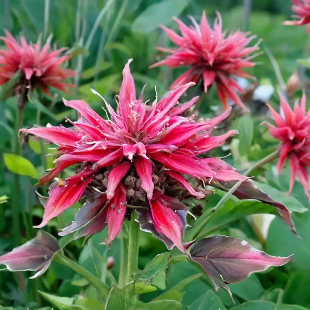Monarda didyma 'Cambridge Scarlet'