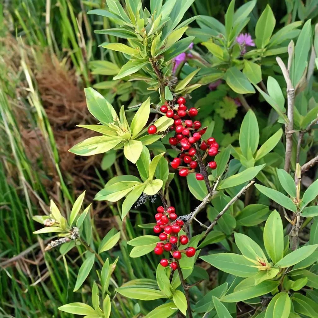 Daphne mezereum 'October'