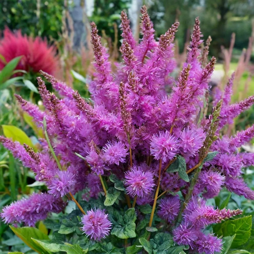 Astilbe chinensis 'Black Pearls'