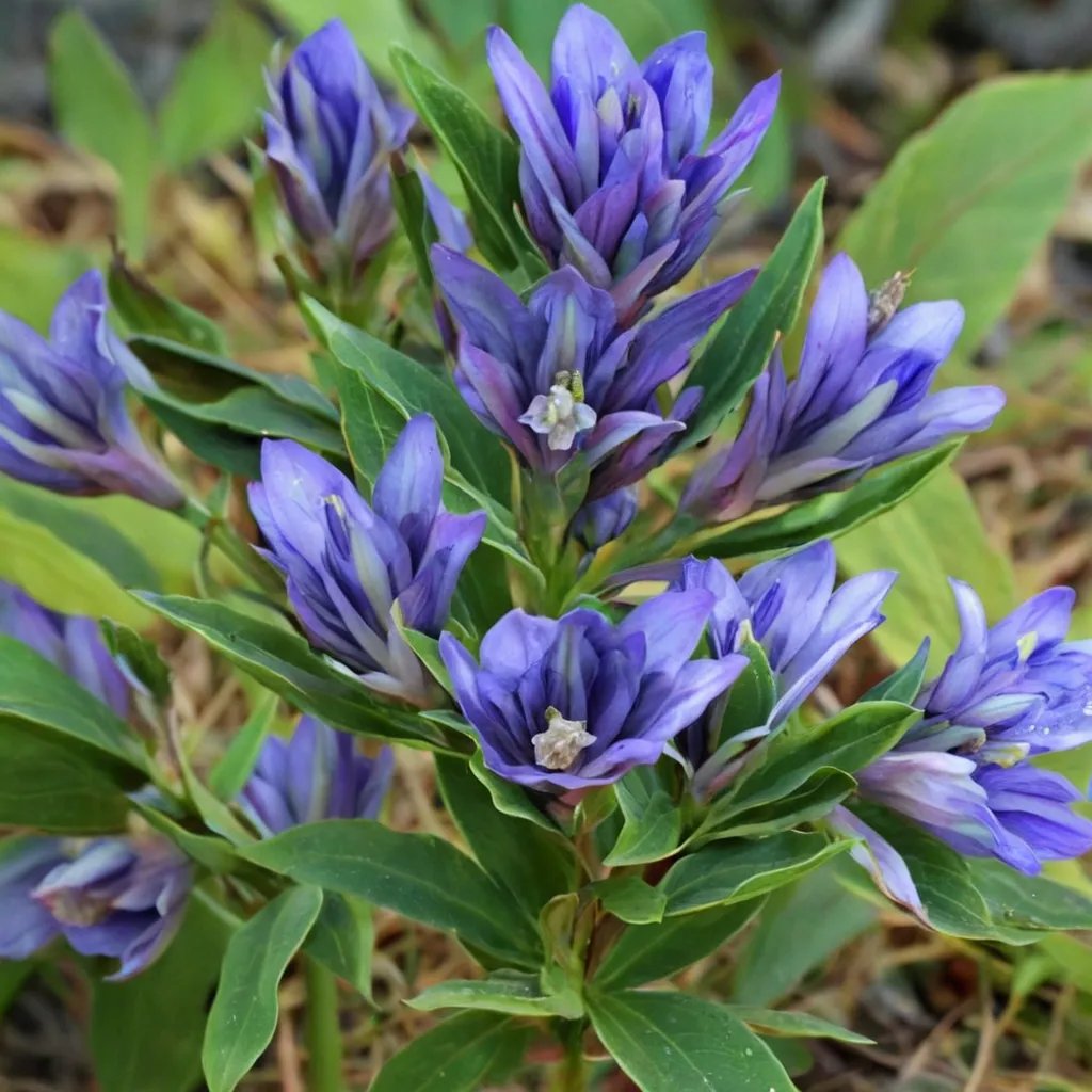 Gentiana catesbyi
