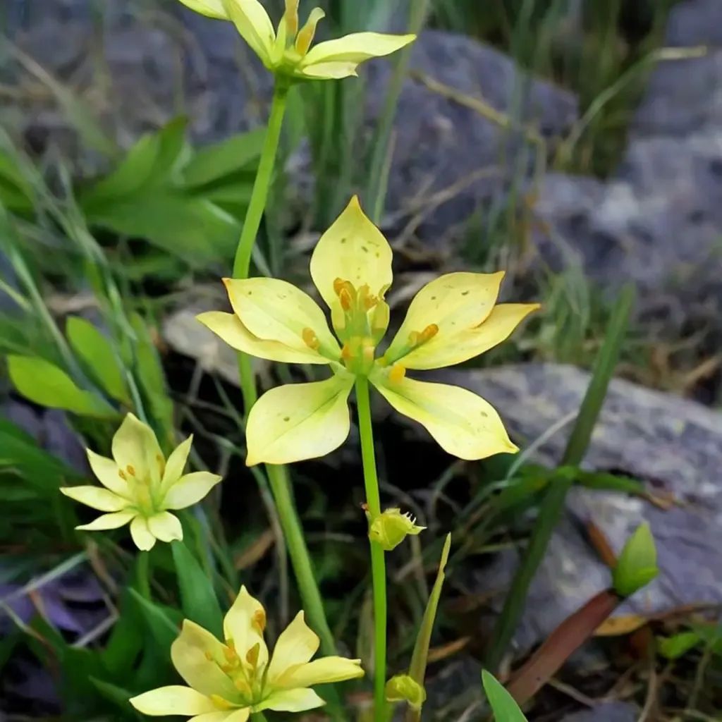 Harperocallis flava