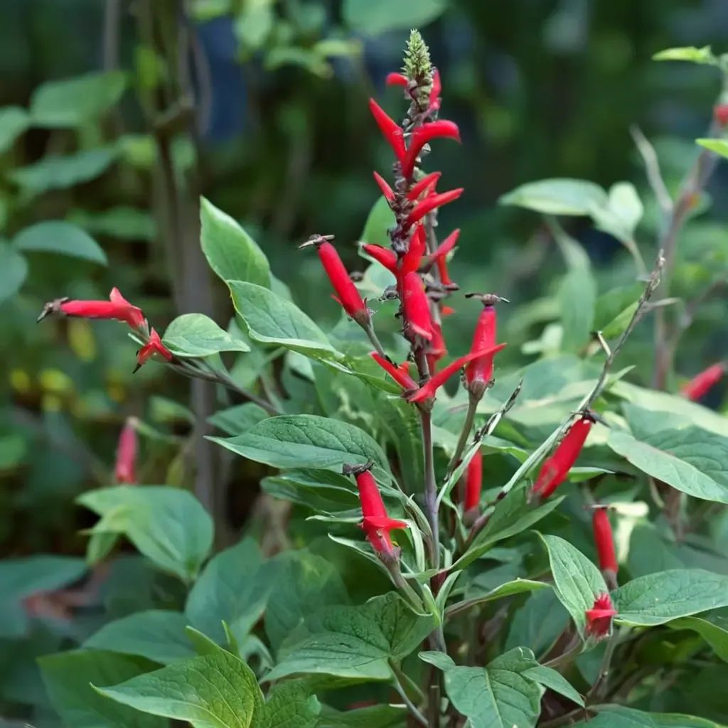Salvia elegans