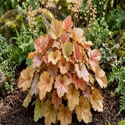 Heuchera 'Carnival Peach Parfait'