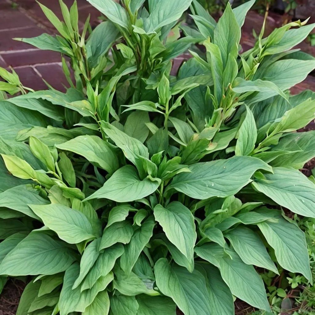 Hosta x hybrida 'Sea Octopus'