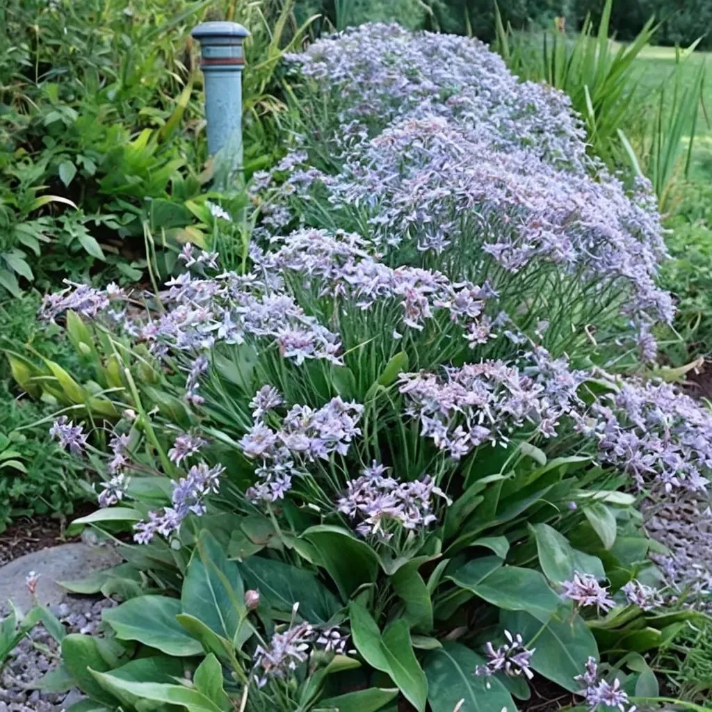Limonium latifolium