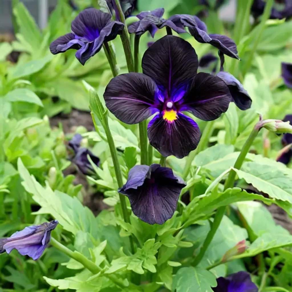 Viola tricolor 'Black Accord'