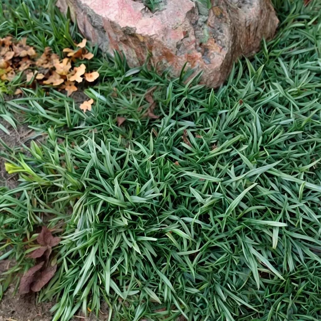 Ophiopogon japonicus 'Gyoku Ryu'