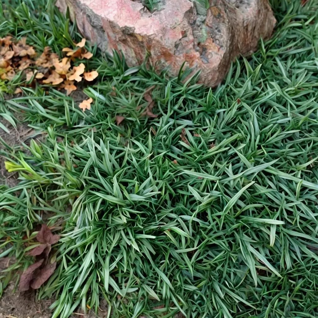 Ophiopogon japonicus 'Gyoku Ryu'