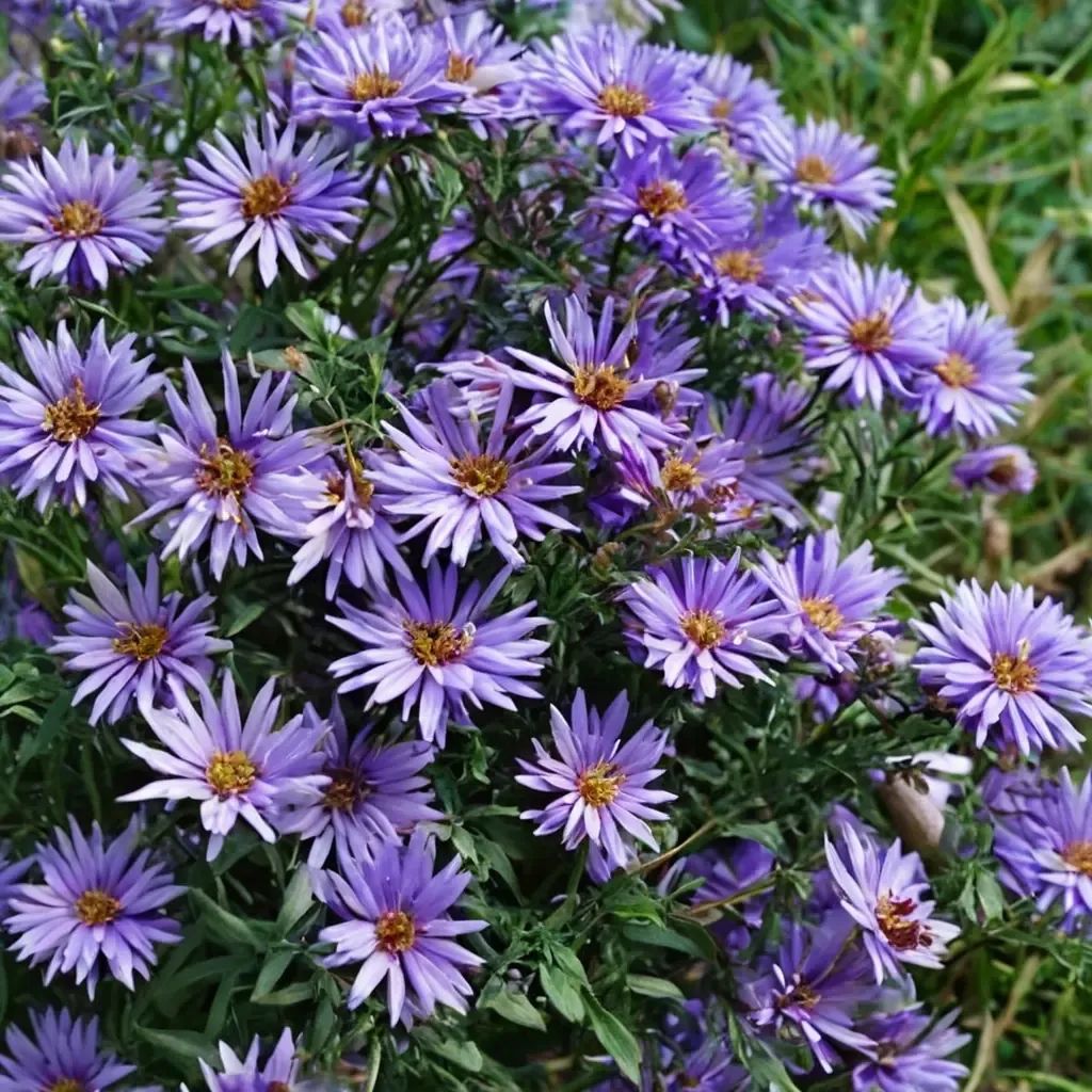Aster novi-belgii 'Professor Anton Kippenberg'