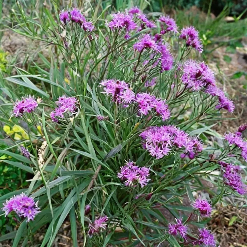 Vernonia angustifolia 'Plum Peachy'