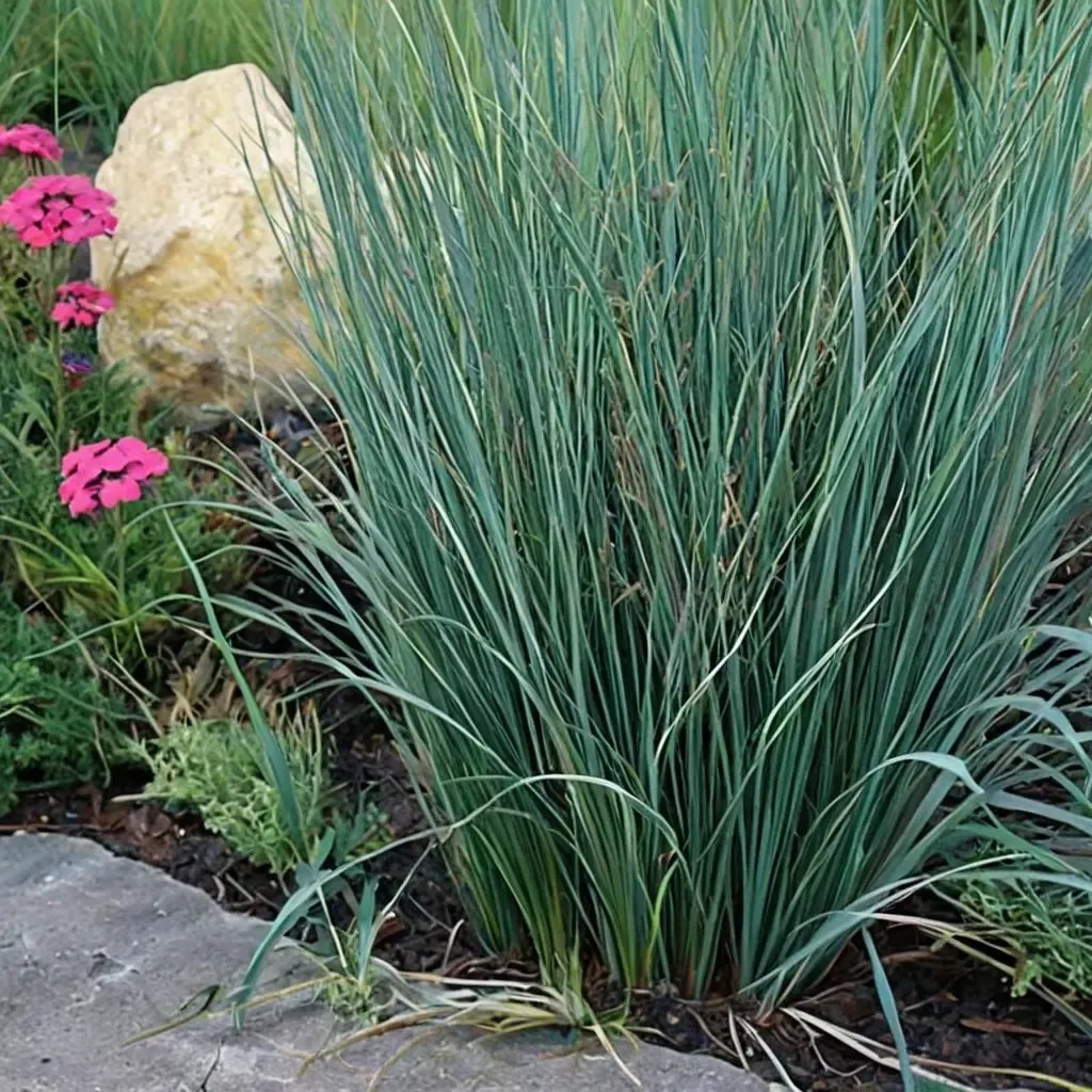 Juncus effusus 'Blue Arrows'